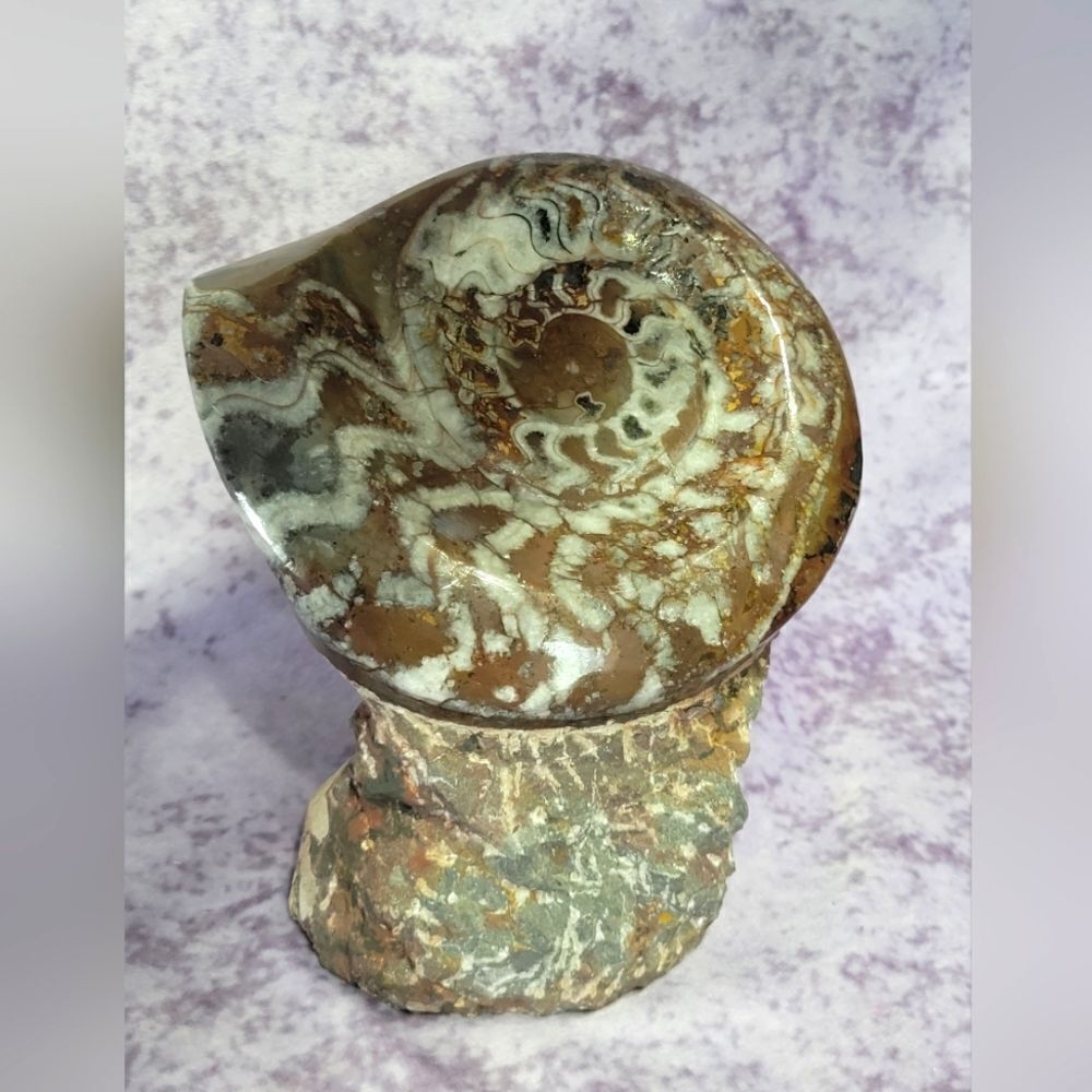 Ammonite‎ & Goniatte Fossil Free Standing